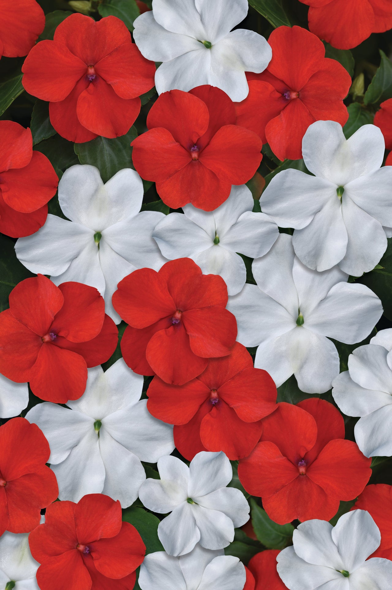 Beacon Red White Mixture Hybrid Impatiens Seeds