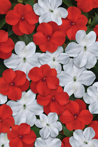 Beacon Red White Mixture Hybrid Impatiens Seeds