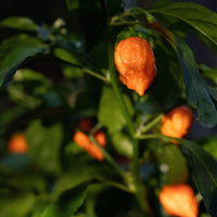 Thumbnail for Bhut Orange Copenhagen Seeds