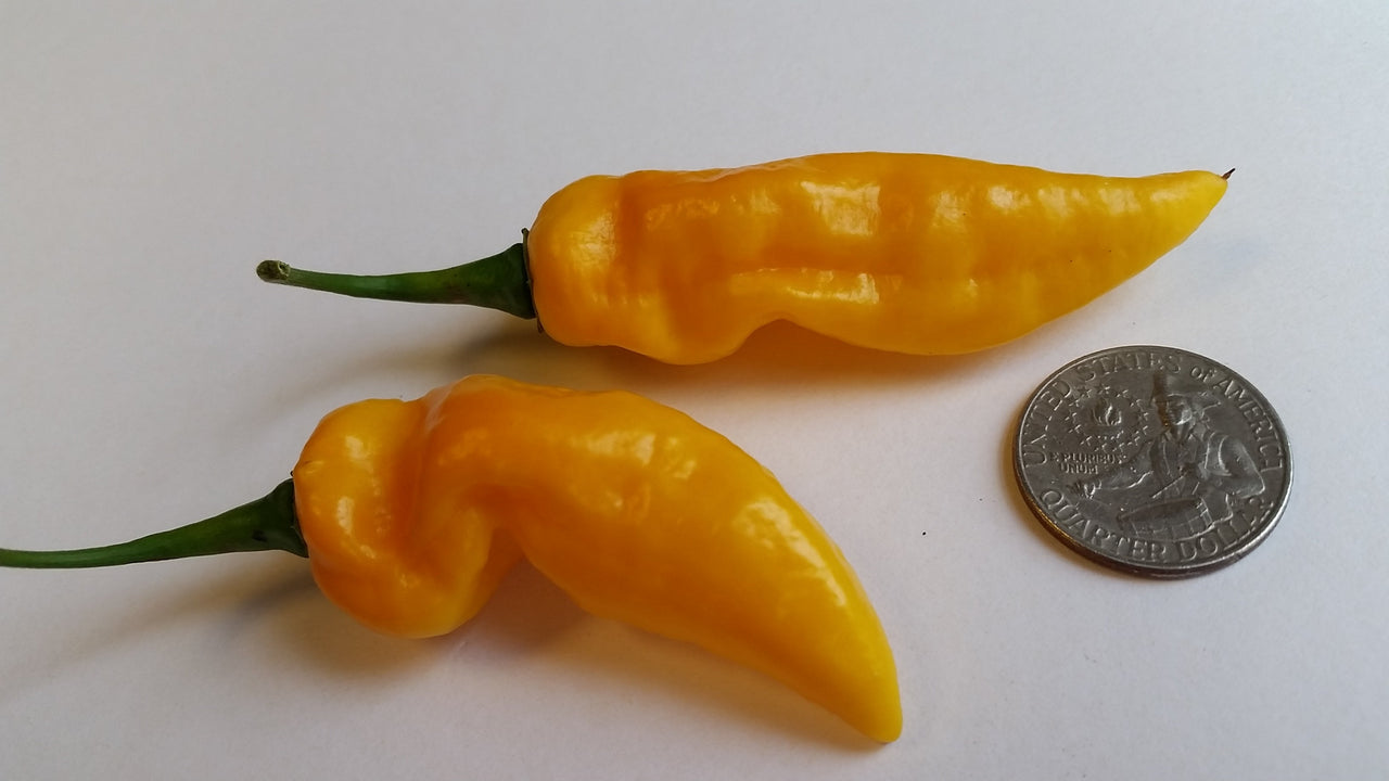 Bhut Jolokia Yellow Ghost  - Seeds