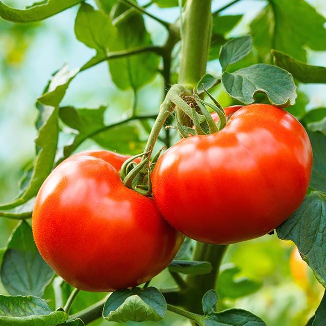 Big Delicious Tomato AKA Red Delicious Tomato Seeds