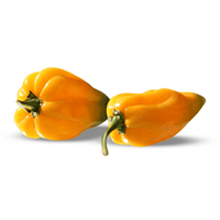 Thumbnail for Big Sun Habanero Pepper Seeds