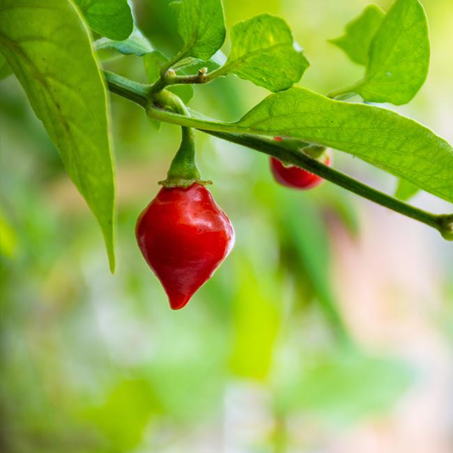 Biquinho Red Pepper Seeds