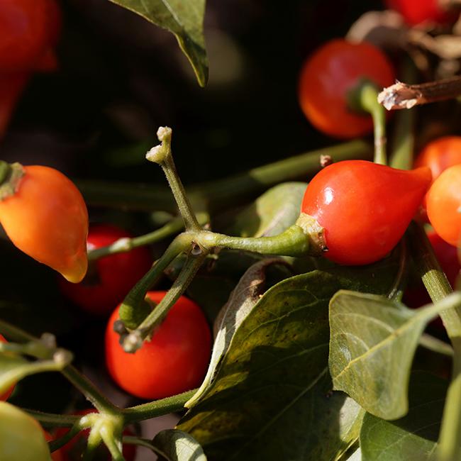 Biquinho Red Pepper Seeds