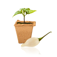 Biquinho White Pepper Plants