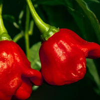 Thumbnail for Bishops Crown Pepper Seeds