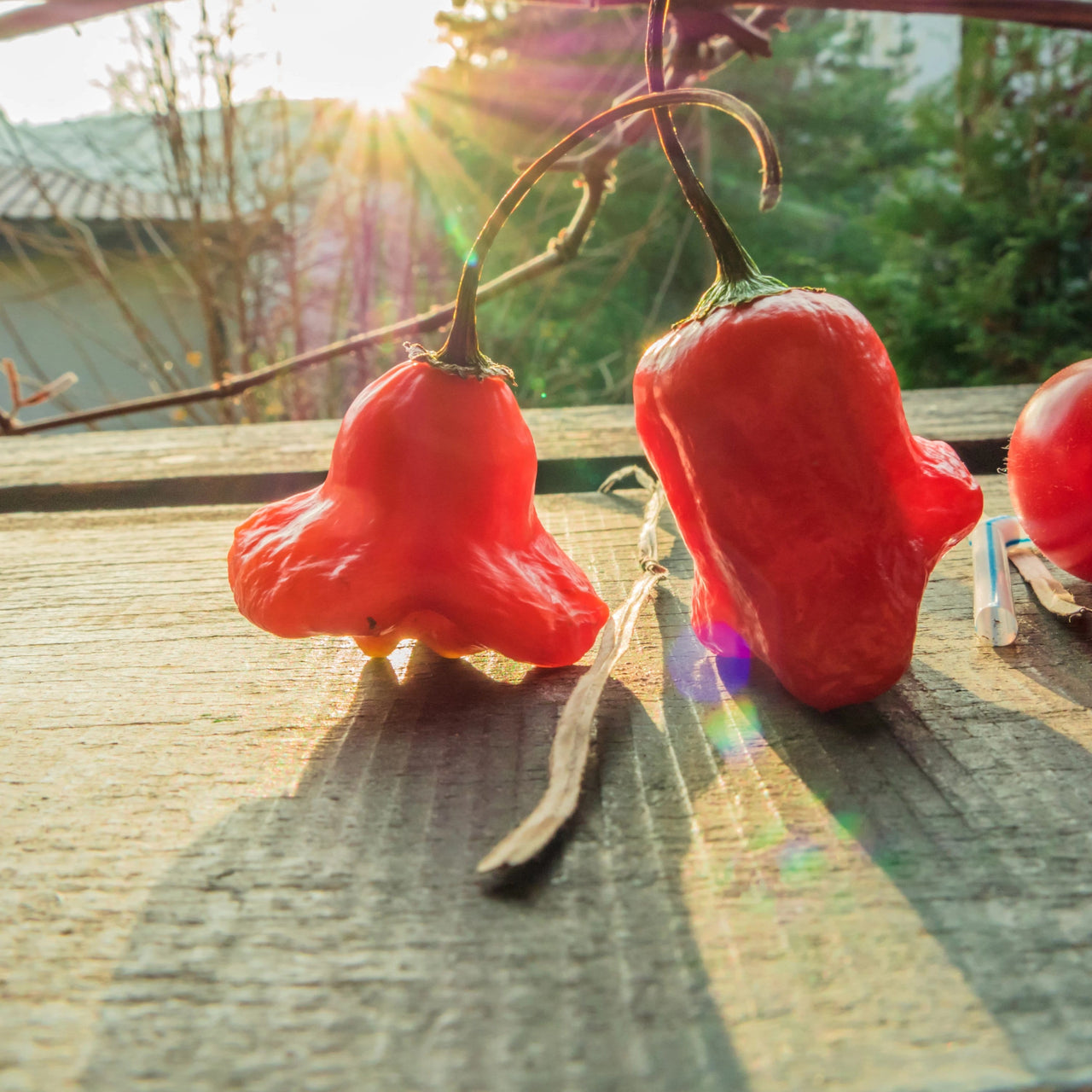 Bishops Crown Pepper Seeds