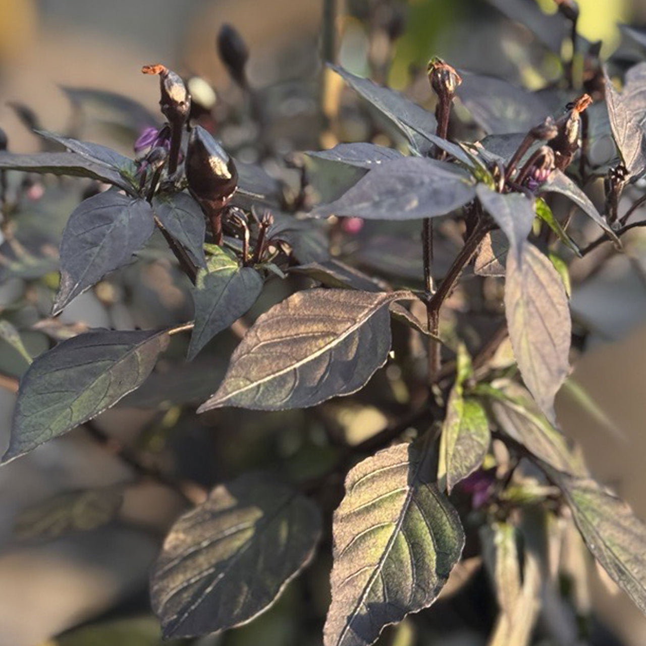 Black Prince Pepper Seeds