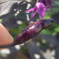 Thumbnail for Black Scorpion Tongue Pepper Seeds