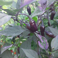 Thumbnail for Black Scorpion Tongue Pepper Seeds