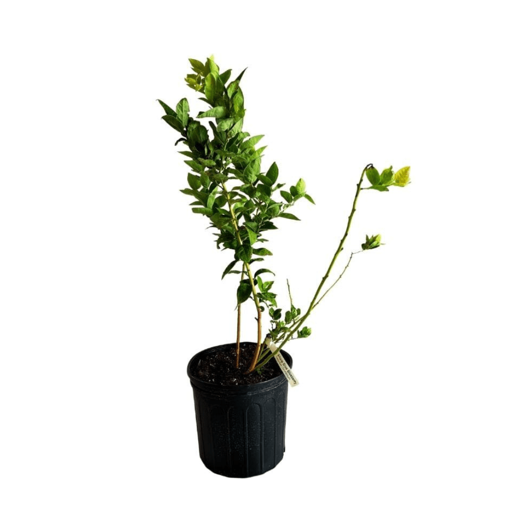 Blueberry Plant Sharpe Blue tree