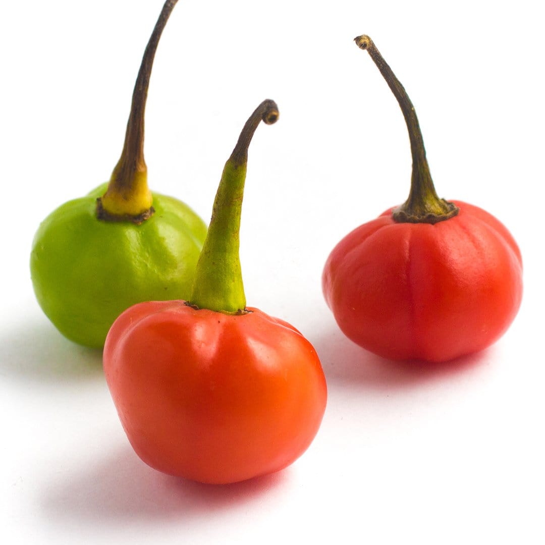 Bode Red Pepper Seeds