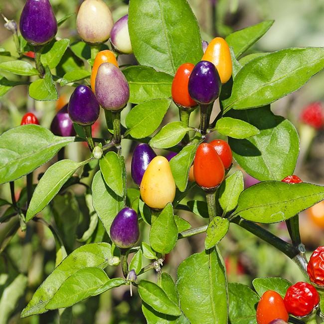 Bolivian Rainbow Pepper Seeds