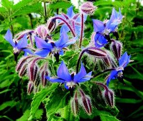 Borage Seeds