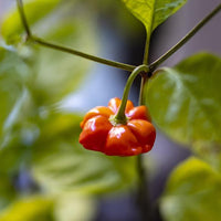 Brazilian Starfish Pepper Seeds