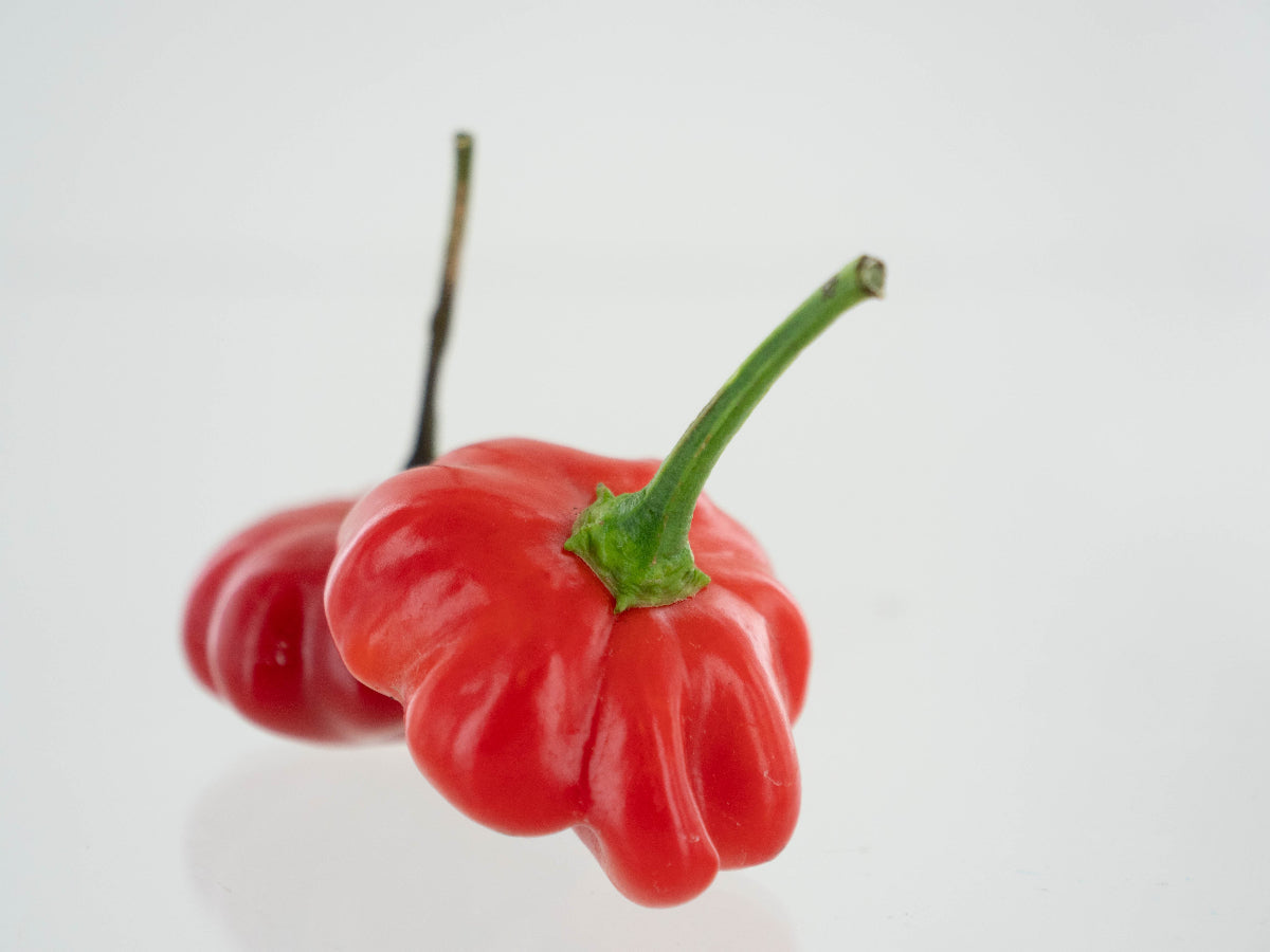 Brazilian Starfish Pepper Seeds