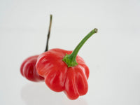 Brazilian Starfish Pepper Seeds