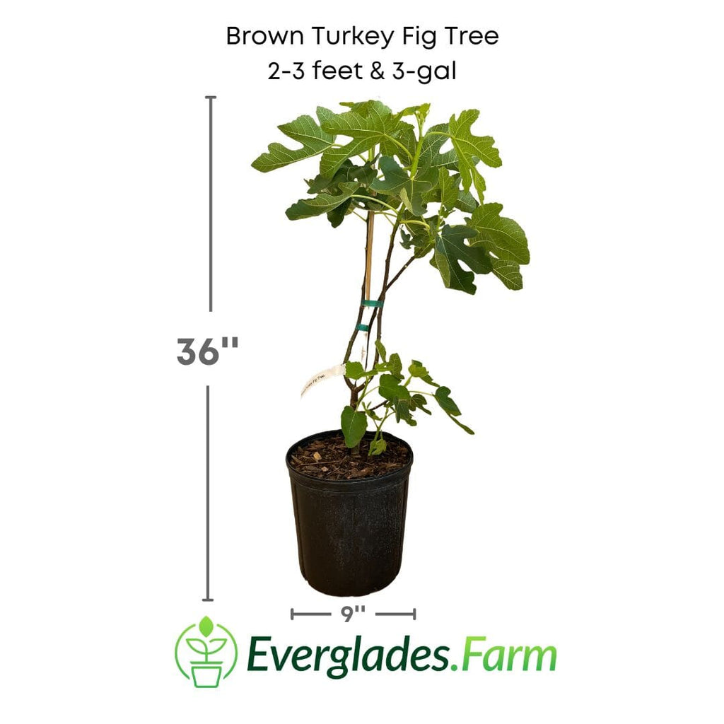 Brown Turkey Fig Tree, Dwarf