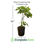 Brown Turkey Fig Tree, Dwarf