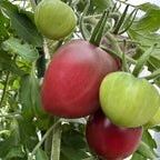 Ukrainian Purple Tomato Seeds