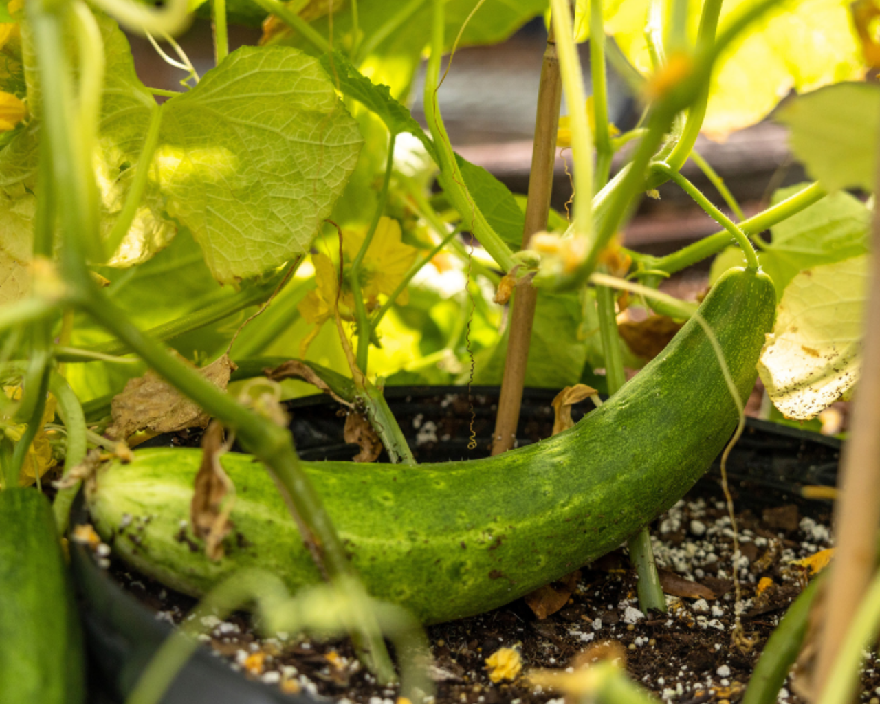 Burpless Tasty Green No. 26 Hybrid Cucumber Seeds