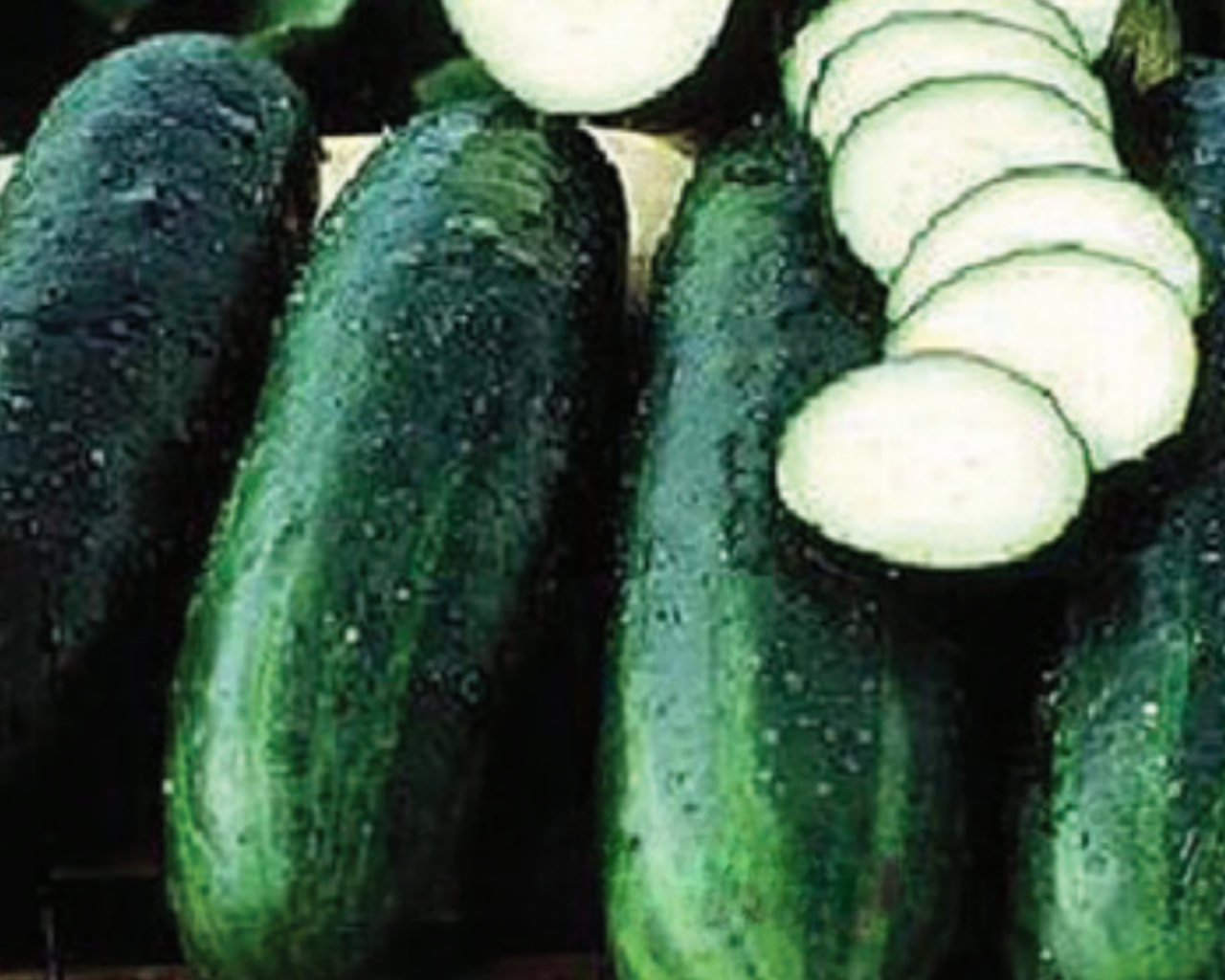 Bush Crop Cucumber Seeds