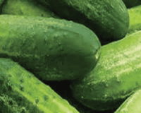 Bush Pickle Hybrid Cucumber Seeds