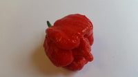 Butch T Scorpion - Seeds