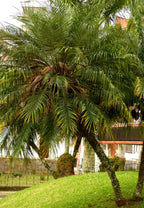 10 PYGMY DATE PALM Phoenix Roebelenii Dwarf Miniature Ornamental Fruit Tree Houseplant Seeds