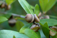 5 LAUREL OAK TREE Quercus Hemisphaerica Native aka Darlington Coastal & Sand Laurel Oak Seeds