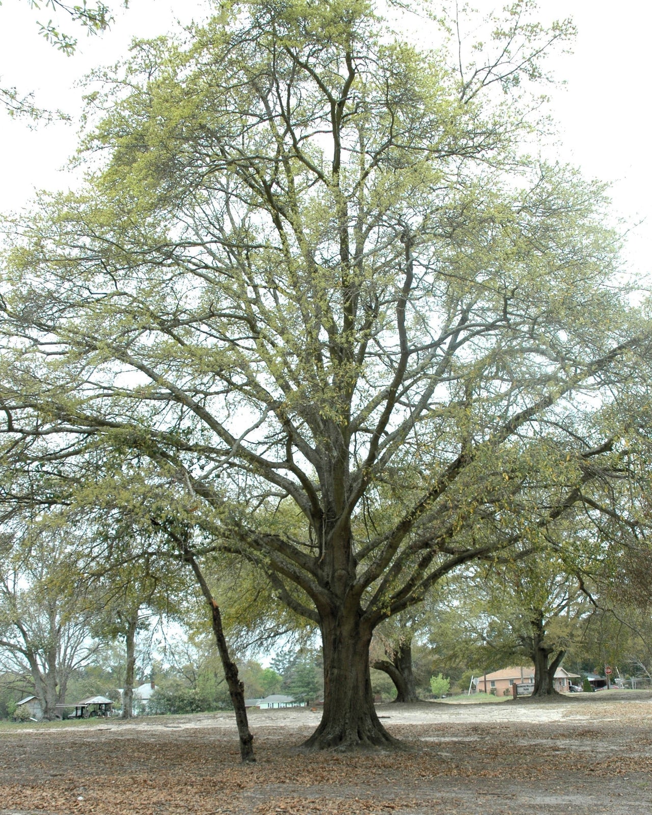 5 LAUREL OAK TREE Quercus Hemisphaerica Native aka Darlington Coastal & Sand Laurel Oak Seeds
