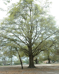 5 LAUREL OAK TREE Quercus Hemisphaerica Native aka Darlington Coastal & Sand Laurel Oak Seeds