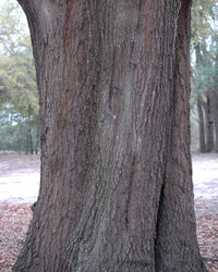 5 LAUREL OAK TREE Quercus Hemisphaerica Native aka Darlington Coastal & Sand Laurel Oak Seeds