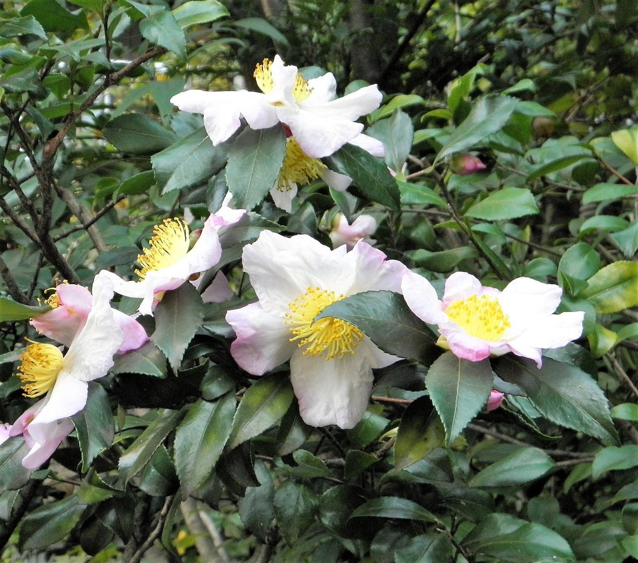camellia sinensis plant seeds 5 TEA PLANT Black & Green Drinking TEA Camellia Sinensis Evergreen Tree Shrub Flower Seeds