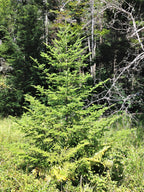 30 BALSAM FIR Tree Abies Balsamea Christmas Tree Silver Pine Canadian Fir Native Evergreen Seeds