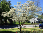 10 American WHITE FLOWERING DOGWOOD Small Tree Cornus Florida Seeds