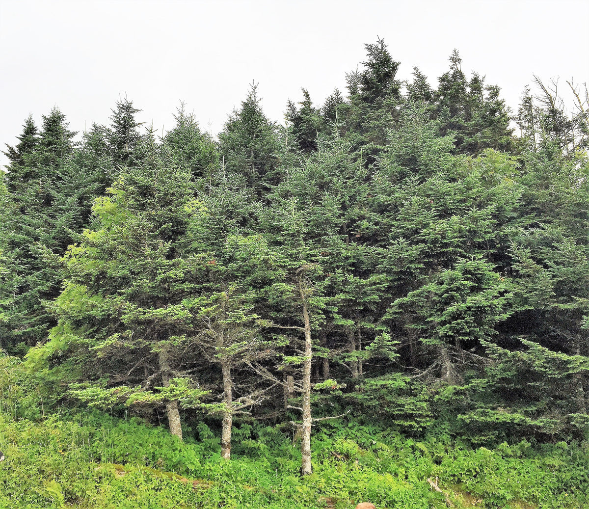20 FRASER FIR Tree Abies Fraseri Christmas Tree Southern Balsam Fir Native Evergreen Seeds