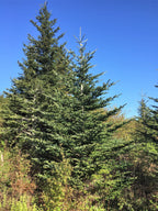 20 FRASER FIR Tree Abies Fraseri Christmas Tree Southern Balsam Fir Native Evergreen Seeds