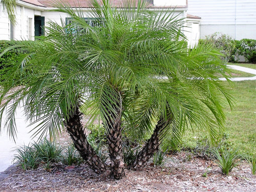 10 PYGMY DATE PALM Phoenix Roebelenii Dwarf Miniature Ornamental Fruit Tree Houseplant Seeds