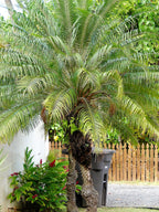 10 PYGMY DATE PALM Phoenix Roebelenii Dwarf Miniature Ornamental Fruit Tree Houseplant Seeds