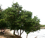 10 PORTIA TREE Yellow Pink Purple Flowers Change Color Pacific Rosewood Tulip Thespesia Populnea Seeds