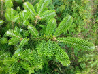 20 FRASER FIR Tree Abies Fraseri Christmas Tree Southern Balsam Fir Native Evergreen Seeds