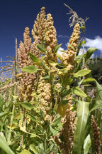 100 Organic PEPPERMINT QUINOA Grain Chenopodium Quinoa White & Green Heads - White Seeds