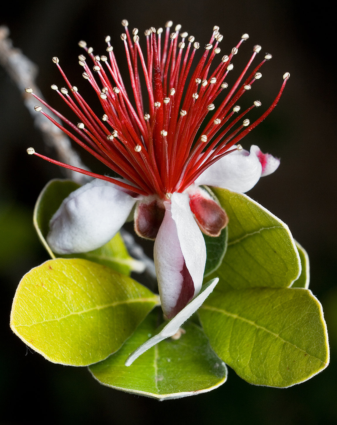 10 PINEAPPLE GUAVA Fruit Acca Guavasteen Brazilian or Fig Guava Feijoa Sellowiana Pink Red Flower Tree Shrub Seeds