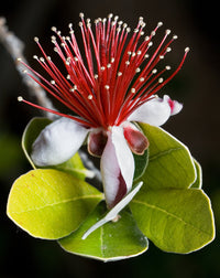 10 PINEAPPLE GUAVA Fruit Acca Guavasteen Brazilian or Fig Guava Feijoa Sellowiana Pink Red Flower Tree Shrub Seeds