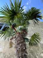 10 WAGNER WINDMILL PALM Dwarf Chusa Trachycarpus Fortunei Wagnerianus Tree Houseplant Seeds