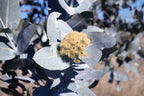 10 SILVER BOX EUCALYPTUS Pruinosa Silvery Blue-Green Foliage Apple Box Smoke Tree White Yellow Flower Seeds
