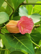 10 PORTIA TREE Yellow Pink Purple Flowers Change Color Pacific Rosewood Tulip Thespesia Populnea Seeds