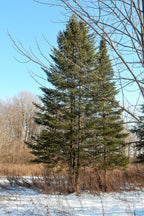 30 BALSAM FIR Tree Abies Balsamea Christmas Tree Silver Pine Canadian Fir Native Evergreen Seeds