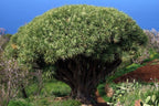 10 DRAGON TREE Dracaena Draco Canary Island Drago Blood Asparagus Yucca Evergreen Succulent Houseplant Orange Berry White Flower Seeds